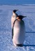 2003-04    ARG - Tierra del Fuego a tučňáci císařští